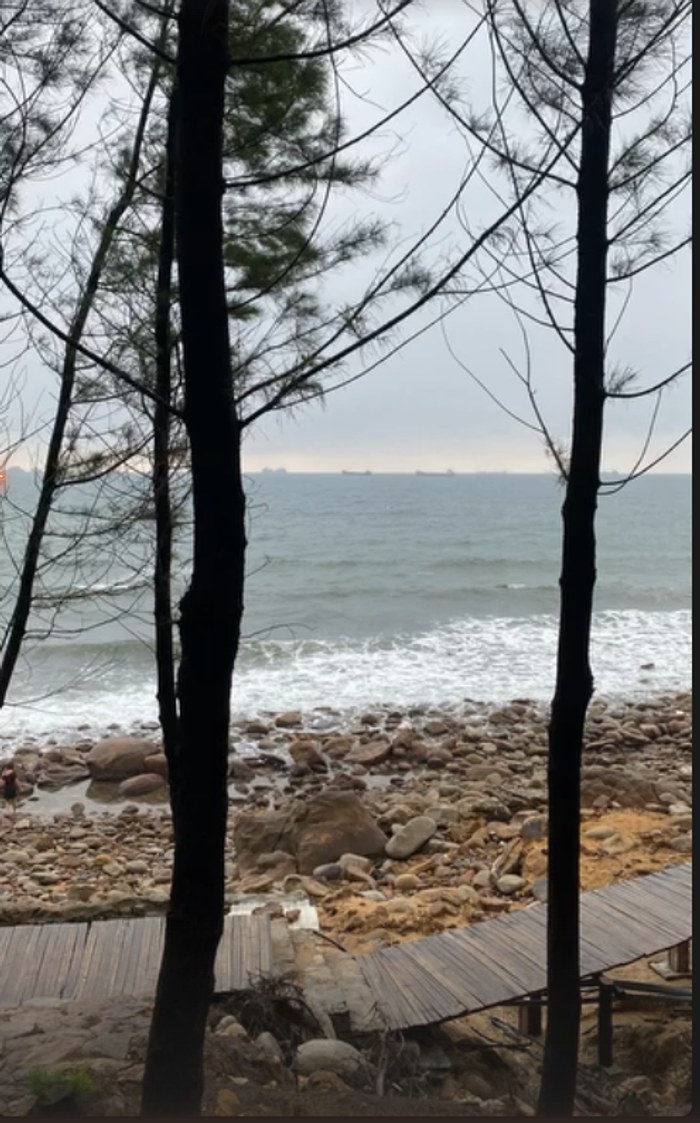Coastal pines